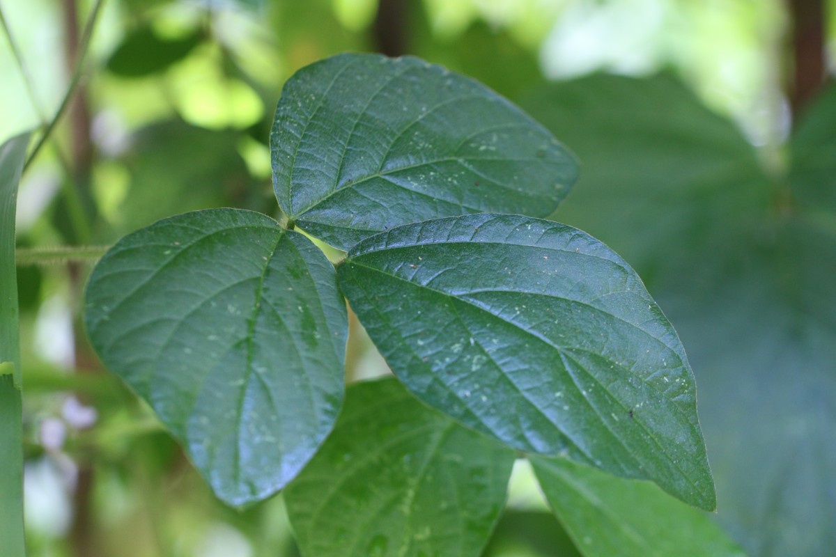 Calopogonium mucunoides Desv.